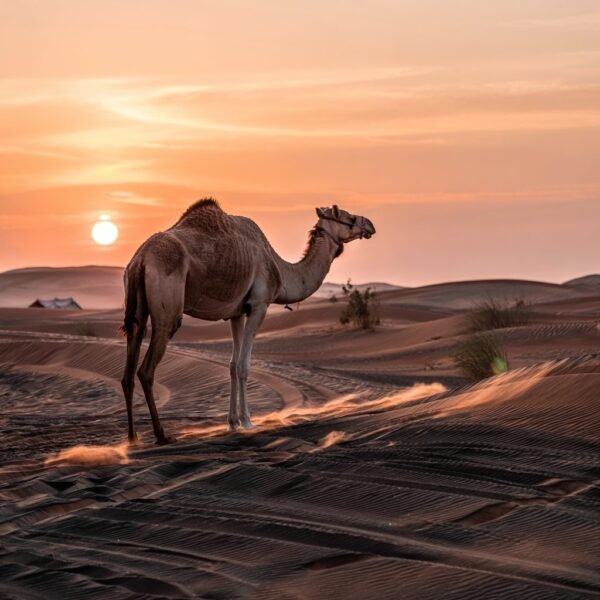 Over Night Desert Safari - Image 6